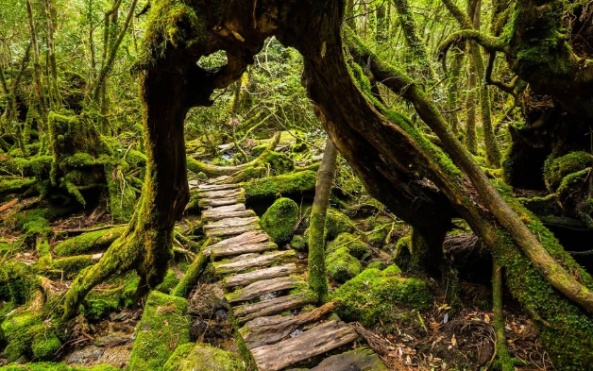 Yakushima Island: A 7000-Year-Old Forest