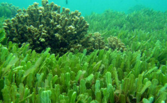 Chlorella: Detox at the Cellular Level